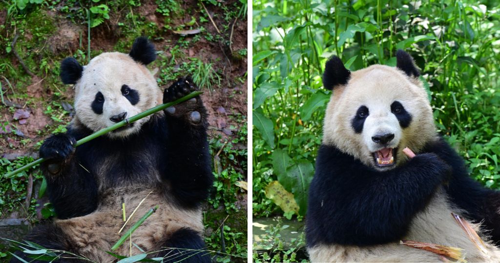 大熊貓「雲川」及「鑫寶」將赴美10年