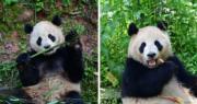大熊貓「雲川」及「鑫寶」將赴美10年