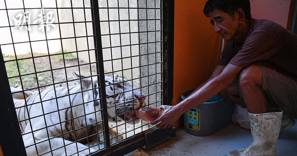 短片：熱浪襲菲律賓　動物園製冰涼食物餵虎