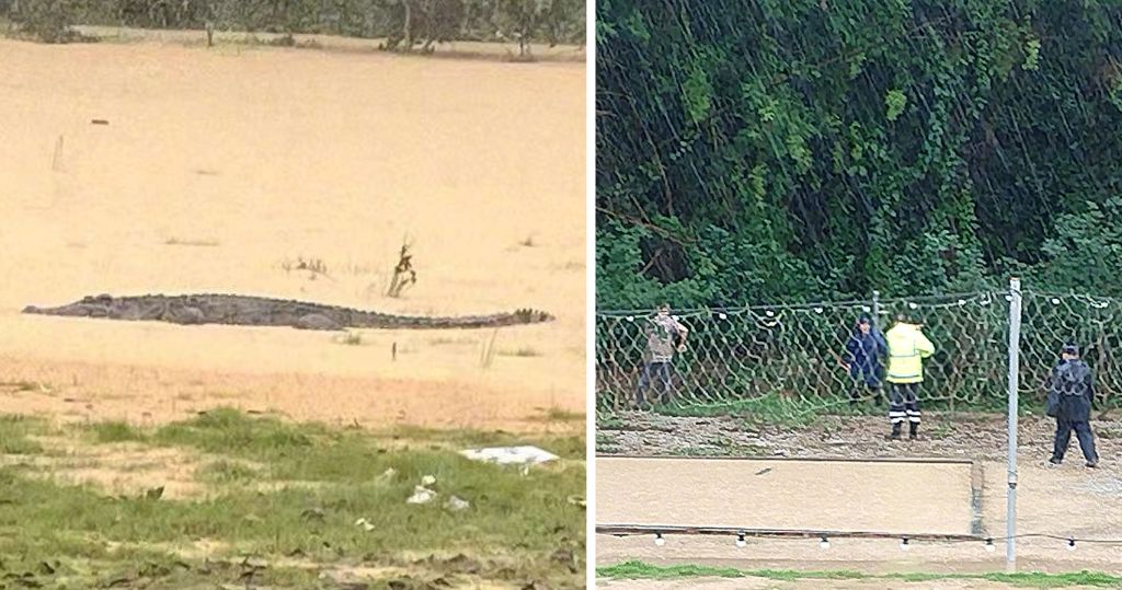短片：暴雨冲塌中山鱷魚養殖場外牆　一度出逃4鱷魚全部捉回