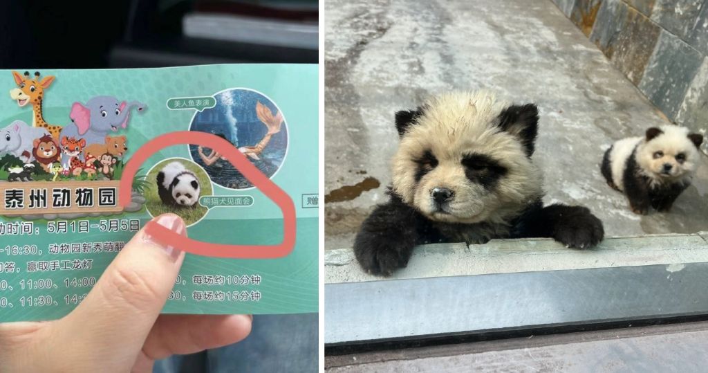 短片：江蘇動物園五一假期吸客　鬆獅犬被染色成熊貓犬