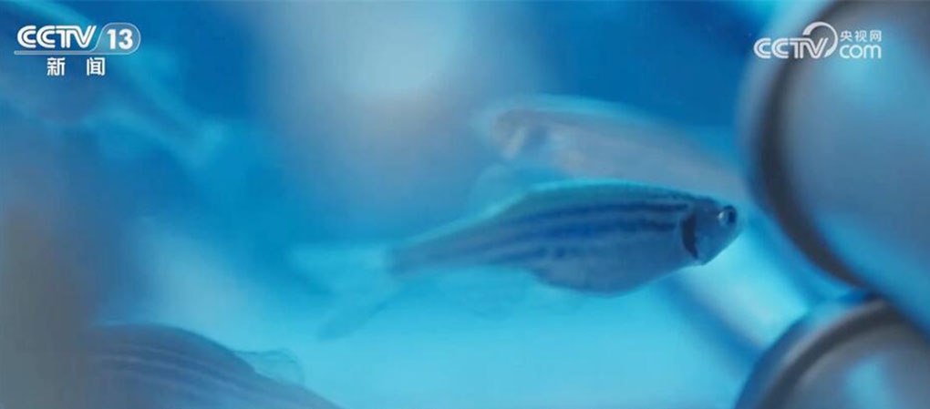 「太空養魚」逾20日　4斑馬魚狀態良好但腹背顛倒游泳
