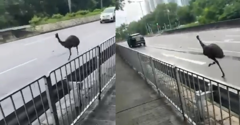 天水圍現鴯鶓　濕地公園路尋回