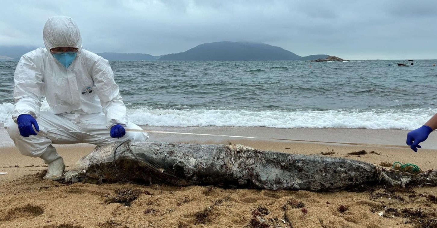 石澳後灘現鯨豚骸骨(18:56) - 20240530 - 港聞- 即時新聞- 明報新聞網