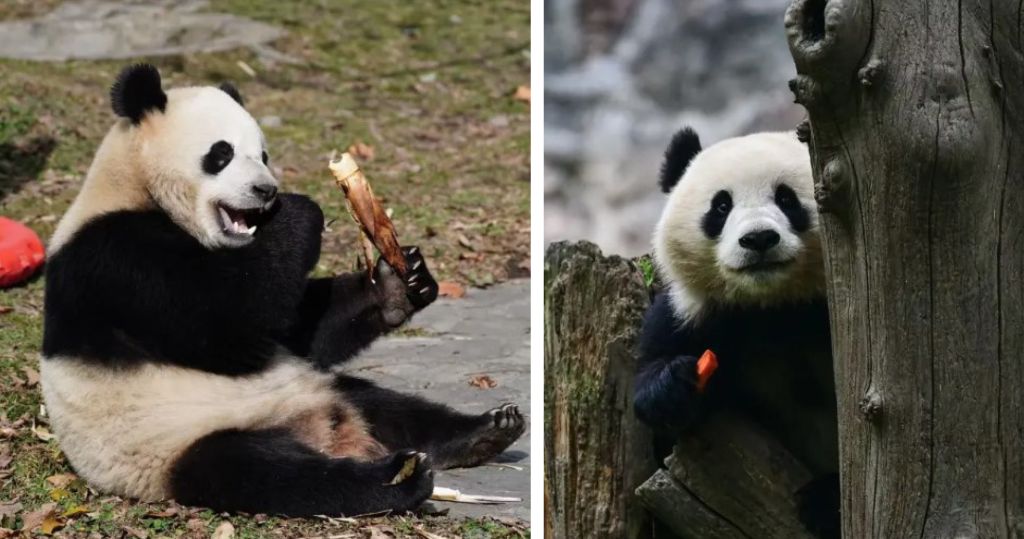 大熊貓「寶力」及「青寶」年底赴美　謝鋒：冀大家像關心大熊貓般關心中美關係