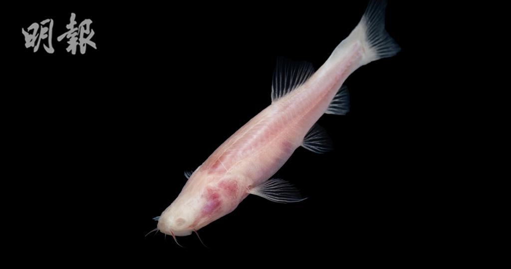 廣西發現地下河新物種「龍州中華喀鰍」　魚身半透明沒眼睛