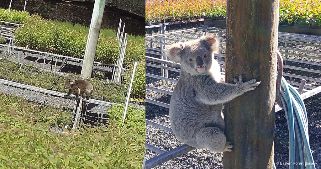 澳洲樹熊「搵食艱難」　屢闖苗圃偷吃樹苗　職員面前公然開餐