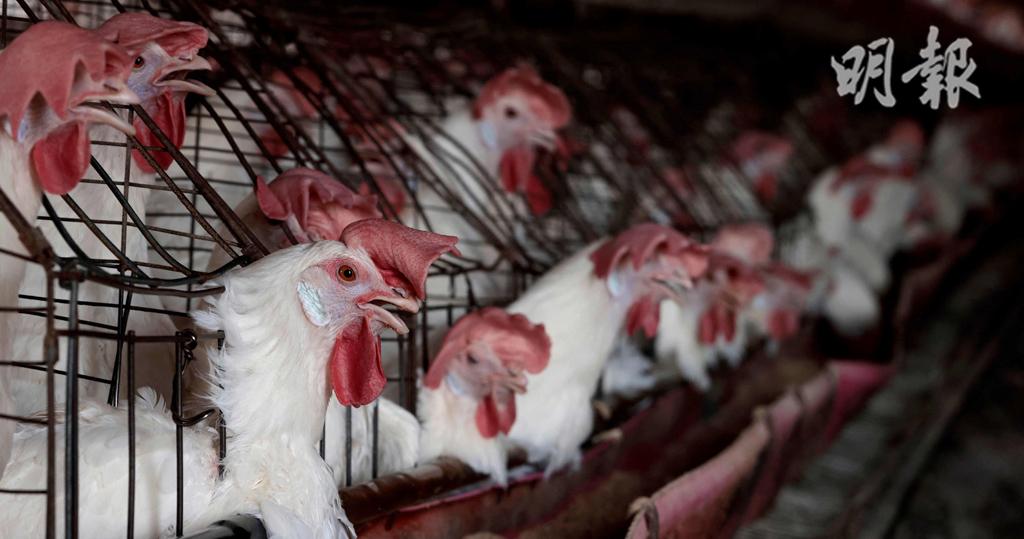世界衛生組織日前公布，墨西哥出現全球首宗人類感染甲型H5N2禽流感死亡個案，周五（7日）稱患者死於多重因素，非死於H5N2。圖為墨西哥一個養雞場。（法新社資料圖片）