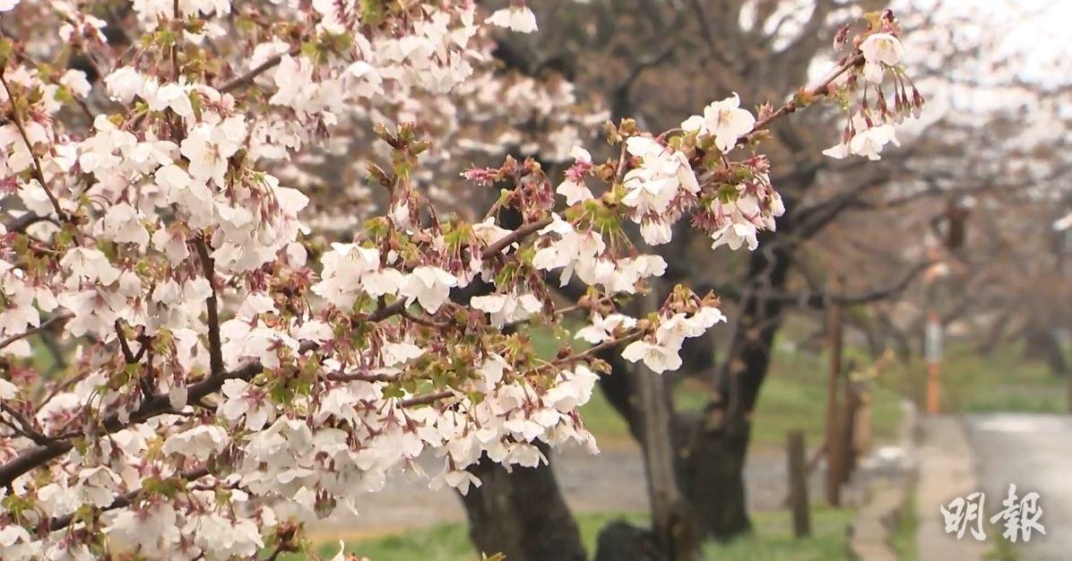 短片：北海道松前町公園櫻花開