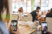 元祖级猫咖「阿猫地摊」迎来最后一天，几近满座，顾客呼吁政府全力支持独特小店的延续