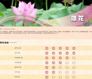 香港荷花季：探索城門谷公園和青衣公園的盛夏荷花奇观，感受香港公園的独特荷韵魅力