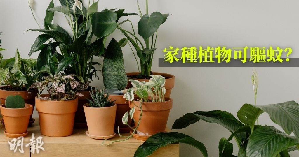 基孔肯雅熱|家種植物可驅蚊?專家:氣味不足效果微 花盆積水反惹蚊蟲 (This content only provides in Chinese version)