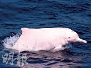 本港中華白海豚數量增逾一成