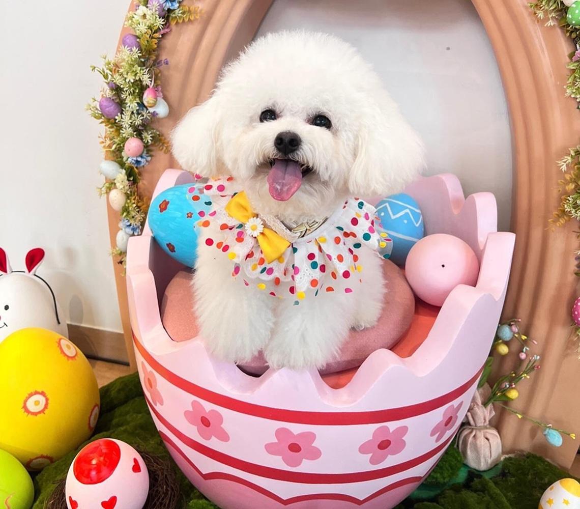 數碼港辦「毛孩櫻花樹下尋蛋日」 打造成夢幻日系寵物樂園