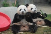 海洋公園為大熊貓「加加」「得得」兩歲生日辦慶祝活動　園方正商討與「盈盈」分開安置