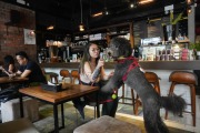 狗隻進入獲准食肆 食環署接約20宗投訴 袁旭健:有食肆未準備好而退出屬負責任決定