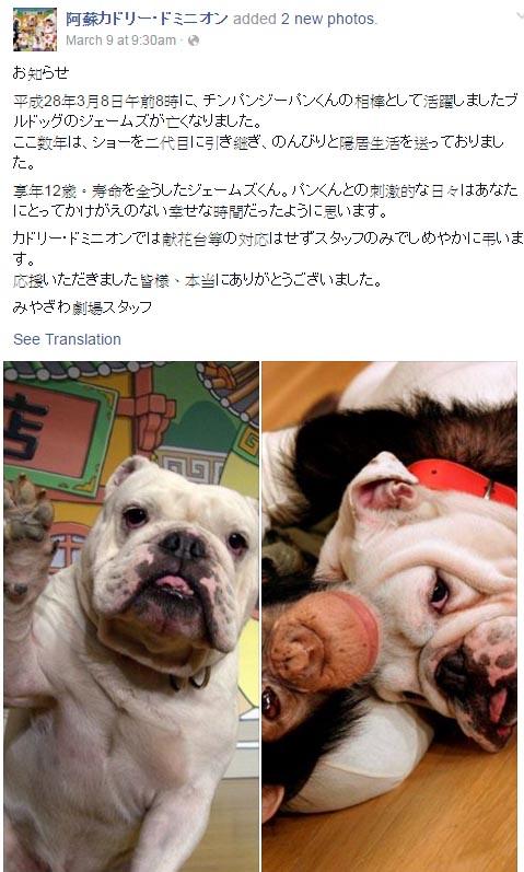 阿笨與阿占 阿占離世終年12歲 Showbiz 明報ol網