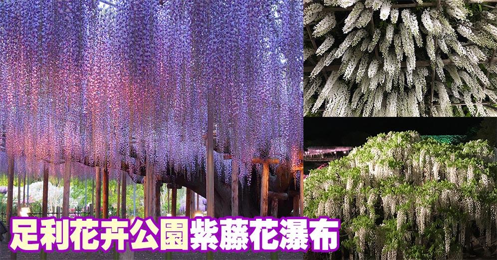 有片 日本情報 足利花卉公園賞夢幻 紫藤花瀑布 5月正值最佳觀賞期 Hot Pick 明報ol網