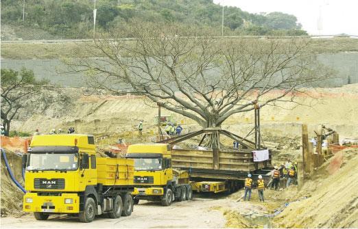 移植假菩提樹——2003年，詹志勇曾協助移植一棵超過50年歷史、重180噸的假菩提樹（又名心葉榕）至迪欣湖。（受訪者提供）