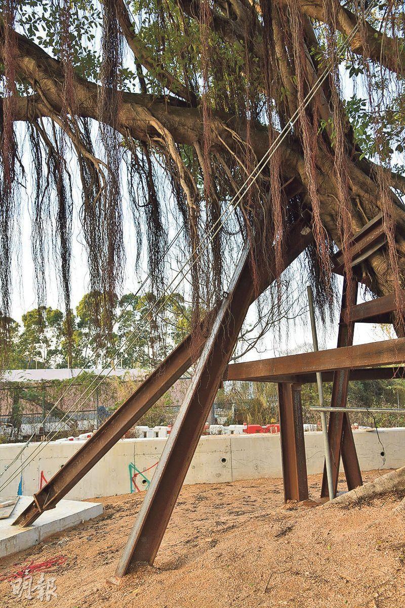 支撐架助適應——樹木移植後，工程人員會安放鋼鐵支撐架，幫助樹根適應新土。（黃志東攝）