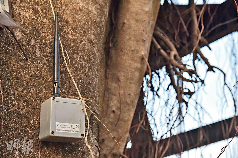 傳感器測搖擺——樹木傾斜傳感器能即時記錄及傳送樹木的搖擺幅度數據。（黃志東攝）