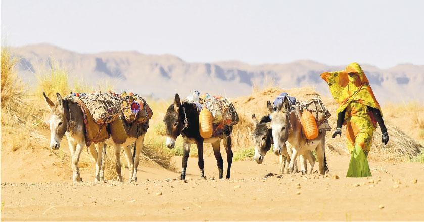 千里打水——住在沙漠中拖着驢仔到水井打水，來回好幾公里的路，往往已是一天的工夫。（作者提供）