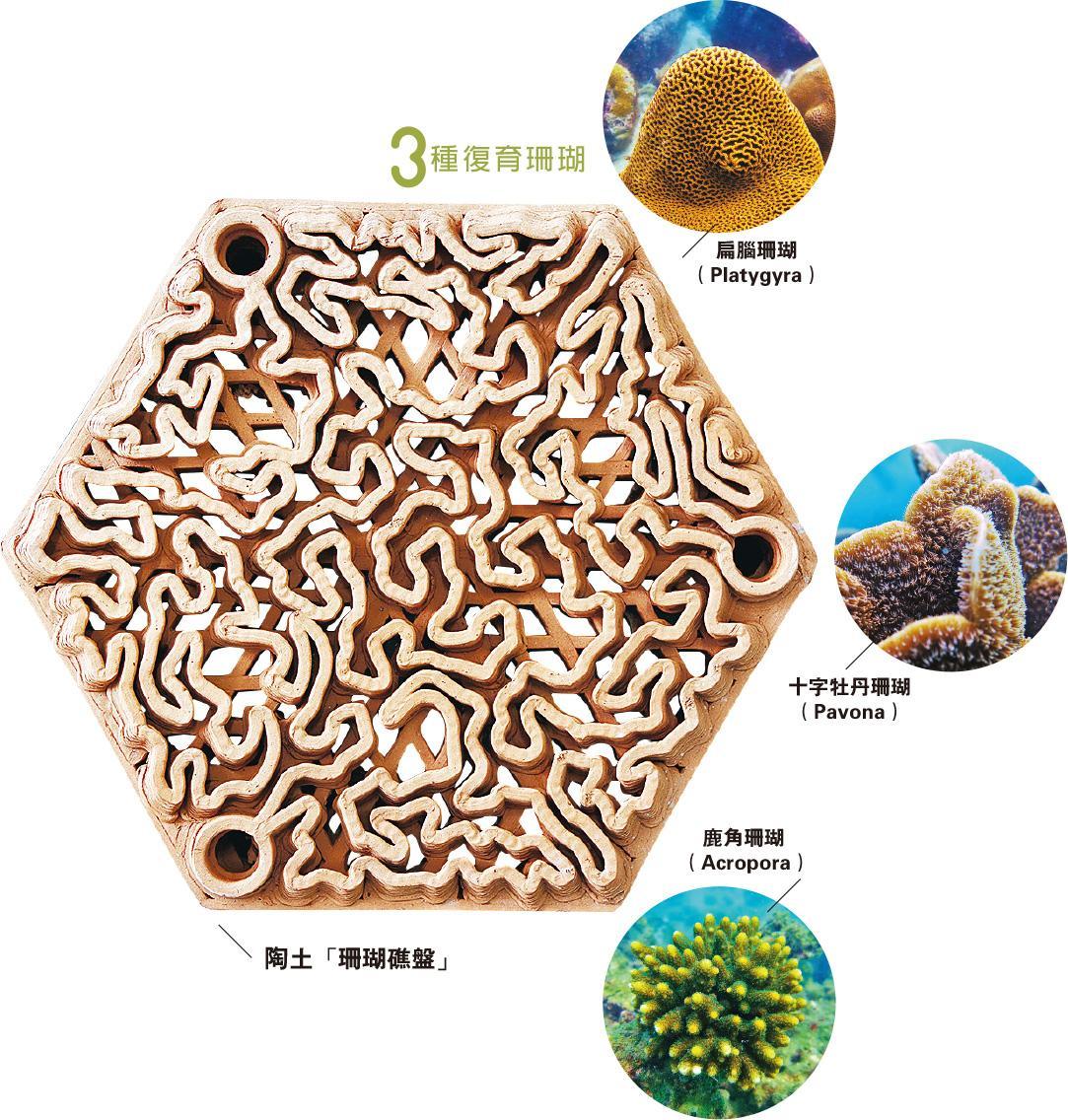 綠色生活 人工礁盤讓珊瑚健康復育 0809 Culture Leisure 明報ol網