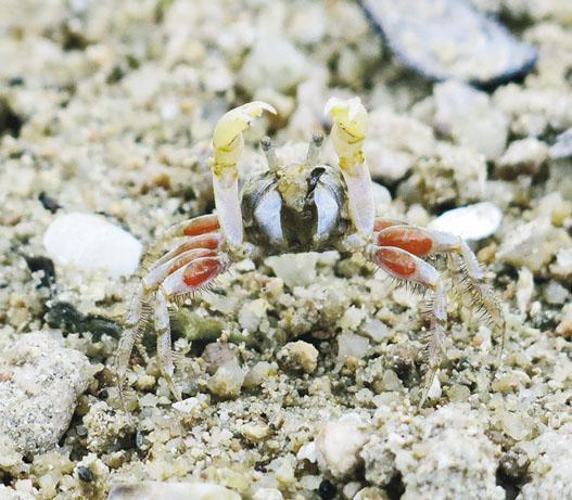 中型的股窗蟹在夏天時會頻頻「揮手」，有助於求偶和降溫。（受訪者提供）