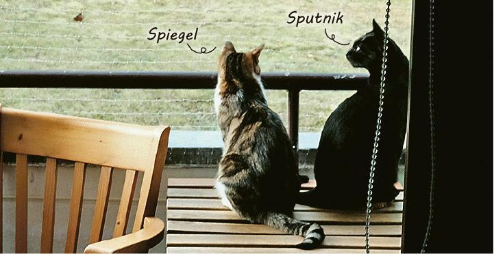 兩隻貓在柏林看後花園。牠們是否想要更大自由，過放養的生活？怎也好，生活環境是比香港時改善了。（匡翹提供）