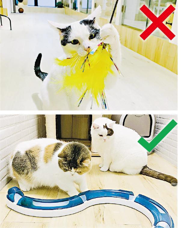 慎選玩具——貓酒店老闆鄧佩怡表示，小型玩具如逗貓棒（圖上）易有部件掉落，貓咪容易誤吞，必須由主人陪同玩耍；大件玩具（圖下）較安全，可讓貓咪獨立玩耍釋放精力。（受訪者提供）