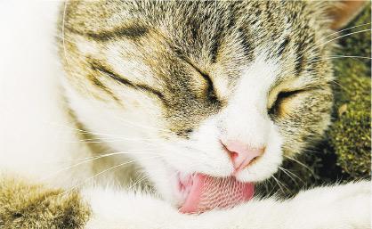 舌上倒鈎——貓咪舌頭上面佈滿倒鈎，有助梳理毛髮，但同時也有機會卡住針線等細小物件。（digihelion@iStockphoto）