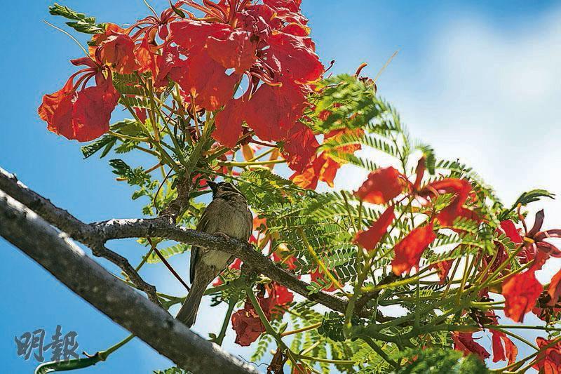 傳播花粉——鳳凰木長出亮眼的紅色花朵不是給人觀賞，而是吸引鳥類吃花蜜，幫樹木傳播花粉，故又稱為「雀媒花」。（朱安妮攝）