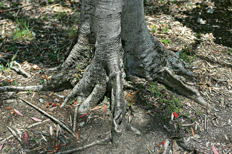 板根支撐——鳳凰木懼風，於是長出板根加強對樹體的支撐，比一般樹種需要更多空間生長。（朱安妮攝）