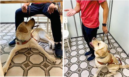 在香港，導盲犬一般為拉布拉多犬或金毛拉布拉多尋回犬。指令訓練可讓導盲犬處於安穩狀態。（受訪者提供）