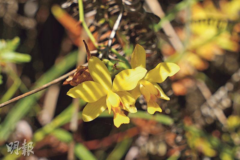 苞舌蘭（Spathoglottis pubescens）——Daniel表示，苞舌蘭是香港常見的原生蘭花，生長在開揚的草坡。過度野採令很多原生蘭花受威脅，因此切勿採摘。（楊柏賢攝）