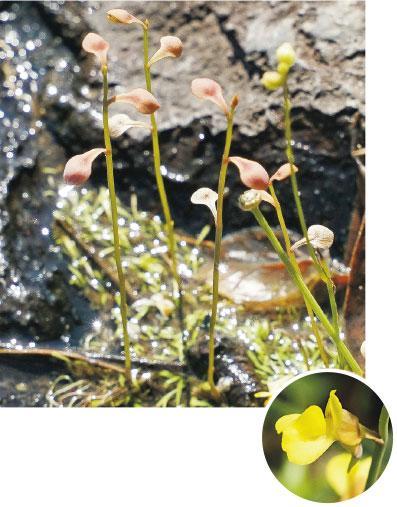 挖耳草——Bond：水生植物，像豬籠草、捕蠅草一樣長有捕蟲結構，可把昆蟲困住，消化並吸收額外營養，因此可生長在較貧瘠的濕地。圓圖是挖耳草的黃色花朵（楊柏賢攝/Ricky Chung提供）