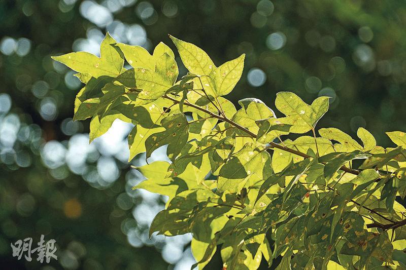楓香樹——楓香樹的樹葉會於冬季慢慢由綠轉紅，有機會觀賞一片片紅葉。（賴俊傑攝）