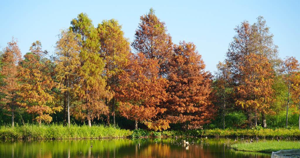 網上賞紅葉︰濕地公園落羽杉　紅葉下的天空之鏡
