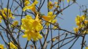 南昌公園黃花風鈴木燦爛盛放，攝於2022年3月14日。（陸秋燕攝）