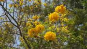 南昌公園黃花風鈴木燦爛盛放，攝於2022年3月14日。（陸秋燕攝）