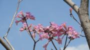 南昌公園的紅花風鈴木，攝於2022年3月14日。（陸秋燕攝）