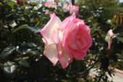 大埔海濱公園的玫瑰，攝於2022年3月15日。（陸秋燕攝）