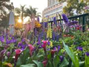 城門谷公園花卉綻放，攝於2022年3月13日。（張可兒攝）