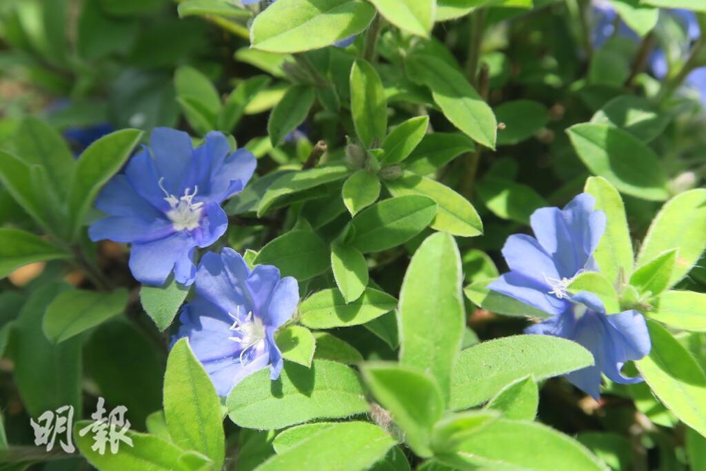 佐敦谷公園的藍星花（陸秋燕攝）