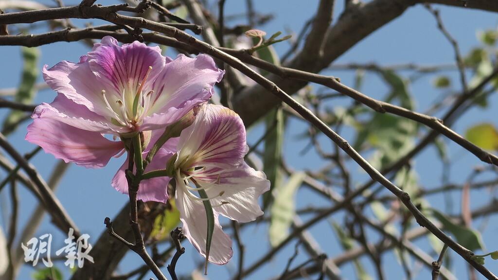 荔枝角公園的花卉盛放。（陸秋燕攝）
