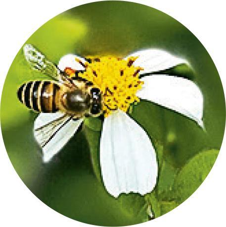 採花蜜的蜜蜂（受訪者提供）