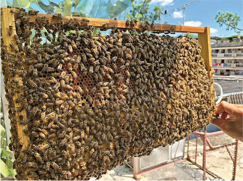巢板上佈滿忙着儲存蜜糖、餵飼幼蟲的蜜蜂。（受訪者提供）