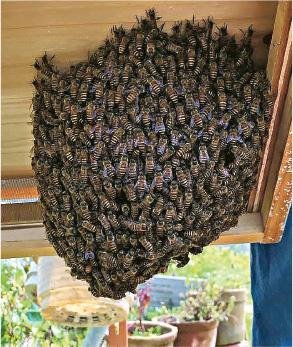 在半空中停留休息的蜜蜂群。（受訪者提供）