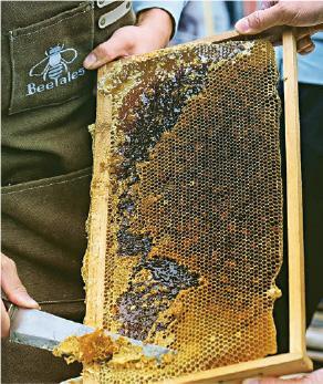 採蜜季節時，養蜂人會用刀刮下蜜糖。（受訪者提供）