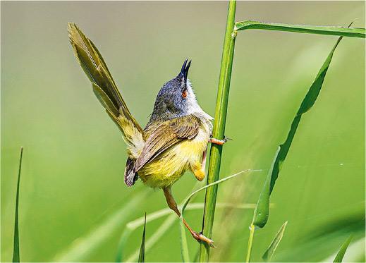 黃腹鷦鶯——黃腹鷦鶯是香港草地十分常見的小鳥，會發出「咩」的叫聲。嗚鴉自然教室根據牠創作了《草地有隻咩咩怪》繪本，推廣香港生態。（受訪者提供）